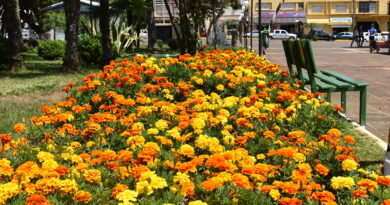 Flores chamam a atenção dos xaxinenses e visitantes na Praça Frei Bruno