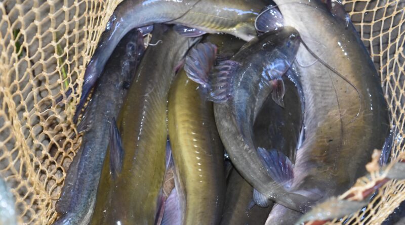 Peixes são vendidos vivos ou congelados na Feira