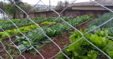 Hortaliças cultivadas na Horta estão prontas pra colheita